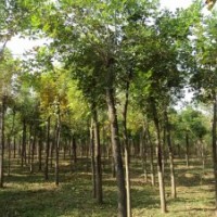 供應(yīng)17公分白蠟，18公分白蠟