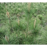 直銷油松 特價(jià)供應(yīng)60-70厘米