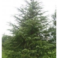 唐山雪松8米雪松10米雪松供應(yīng)大雪松