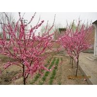 批售紅葉李，榆葉梅，冬青，檜柏，龍柏