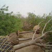 供應(yīng)35公分國(guó)槐，37公分國(guó)槐，山東國(guó)槐價(jià)格