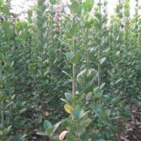 北海道黃楊價格哪里便宜