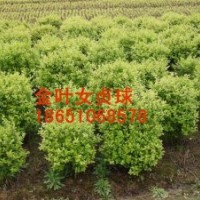 哪里金葉女貞球便宜，哪里有金葉女貞球，哪里金葉女貞球多