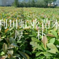 供應湖北利川經(jīng)濟苗木厚樸小苗 厚樸種子 厚樸樹苗 厚樸樹苗價格