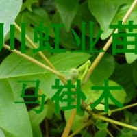 供應(yīng)湖北利川造林綠化用馬褂木（又名鵝掌楸）