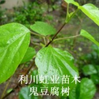 供應(yīng)湖北利川產(chǎn)綠化用灌木神豆腐樹（斑鳩葉）神豆腐樹苗臭黃金