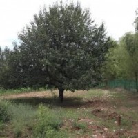 大規(guī)格八棱海棠樹