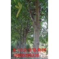 皂角樹，皂角苗，皂角種子