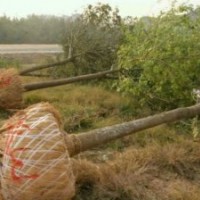 特供8一15公分平頭1一3年貌：白蠟、國(guó)槐、法桐。