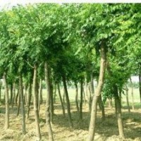 譽揚苗木基地供欒樹，小苗，種子 欒樹,欒樹小苗,欒樹種子