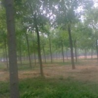 法桐規(guī)格全價格低大量