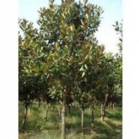 土地到期急售7-10公分廣玉蘭