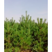 1--2米高樟子松定植樹(shù)苗