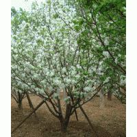 陜西西安長(zhǎng)期供應(yīng)茶條槭，蒙古櫟，五角楓，青楓，國(guó)槐