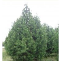 綠化苗木 果樹苗木 國槐 白皮松 側(cè)柏 【山貨；圃貨】