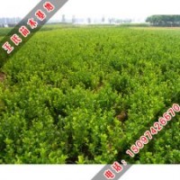 冬青的種植技術(shù)