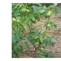 香花槐．黃金槐．國槐．金枝國槐．銀杏．香椿樹．冬青．側(cè)柏