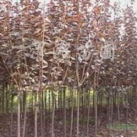 專營(yíng)紅葉李 紫葉李 紅葉李基地