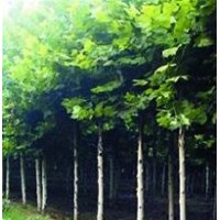 直銷(xiāo)樸樹(shù)