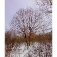 五角楓 擰勁槭 蒙古櫟