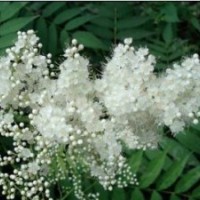 供應(yīng)珍珠梅，潢川珍珠梅，2013珍珠梅報價