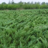 大量現(xiàn)貨批售塔柏.蜀檜.北京檜.灑金柏.龍柏.