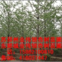 供應(yīng)銀杏樹