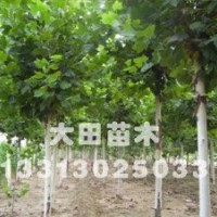 供應(yīng)法桐—河北大田綠化苗木場