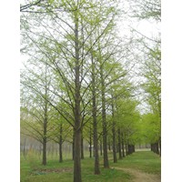 低價(jià)出售2-60公分銀杏樹