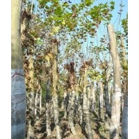 供應(yīng)法國梧桐