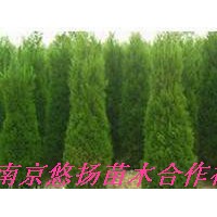 蜀檜，蜀檜價(jià)格，南京蜀檜基地直接批發(fā)1米蜀檜，2米蜀檜