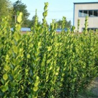 北海道黃楊 1.5m-2m 因土地緊張 2元大處理 地徑1.5cm左右