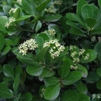 豐花月季、灑金柏、劍麻、紅葉女貞