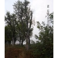 供應湖北全冠樸樹 移栽樸樹 骨架樸樹