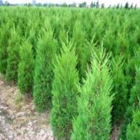 山東側(cè)柏苗，1.5米側(cè)柏的價格是多少