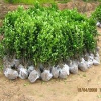 供應(yīng)大葉黃楊