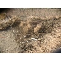 50公分高紫薇苗--紫薇基地紫薇苗低價(jià)出售紫薇樹苗