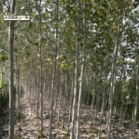 毛白楊、速生楊、國槐、白蠟、法桐等各種綠化苗木