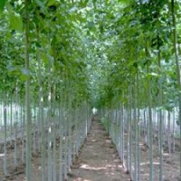 大量供應速生柳、國槐、垂柳、合歡、欒樹等各種規(guī)格綠化苗木