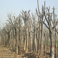 國槐.法桐.3-40公分