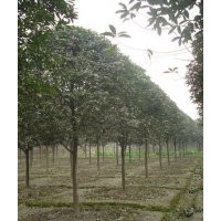 供應(yīng)桂花 成都桂花