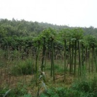 青桐|青桐樹|青桐樹苗|供應