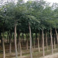 供應(yīng)國(guó)槐 國(guó)槐小苗 大規(guī)格國(guó)槐 國(guó)槐價(jià)格