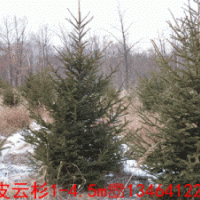 東北綠化苗木種子辦事處桃葉衛(wèi)矛,云杉,東北連翹