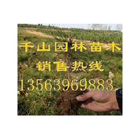 供應山東油松白袋苗，油松裸根苗