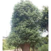 湖南香樟大量低價供應(yīng)