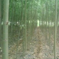 山西運城榆樹苗