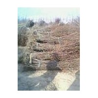 棗樹(shù)苗專業(yè)供應(yīng)