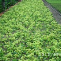 供應(yīng)丹東快柏，興安柏，沙地柏，紫葉稠李