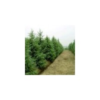 江蘇南京《雪松苗圃》《雪松基地》主產(chǎn)《雪松.廣玉蘭》